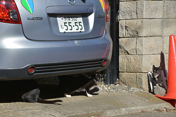 街のねこたち