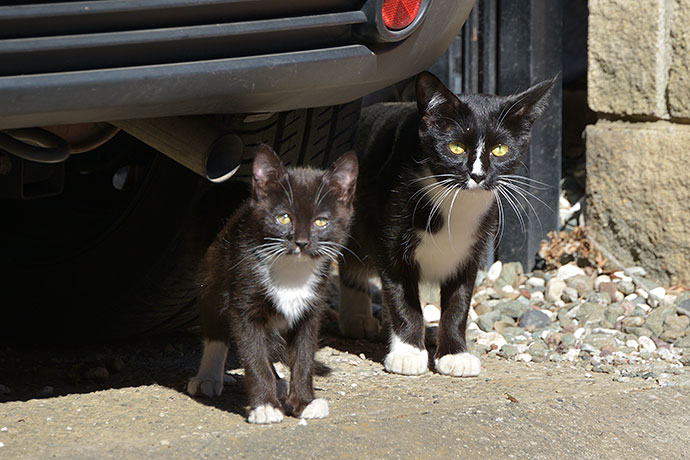 街のねこたち