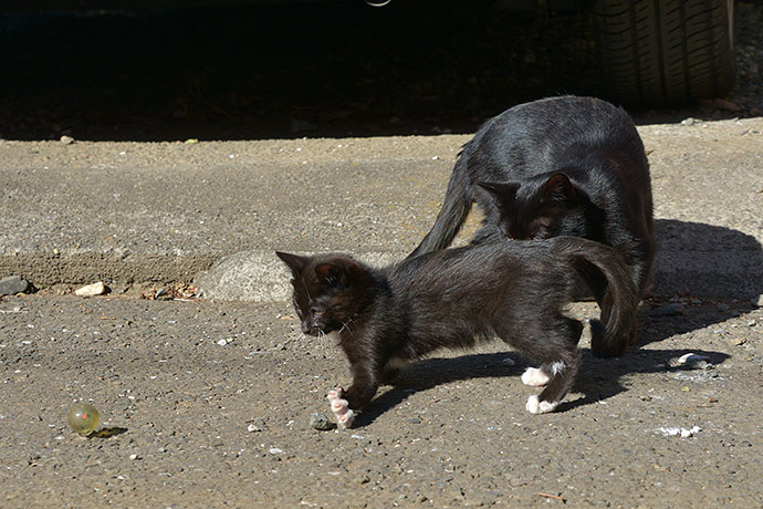 街のねこたち