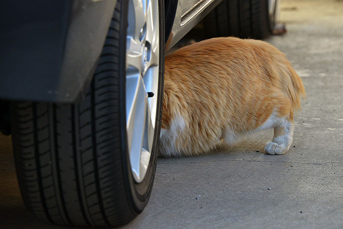 街のねこたち