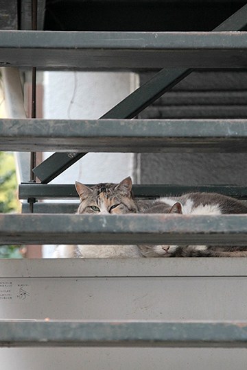 街のねこたち