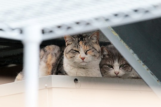 街のねこたち