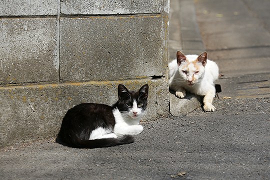 街のねこたち