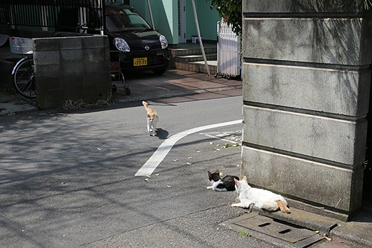 街のねこたち