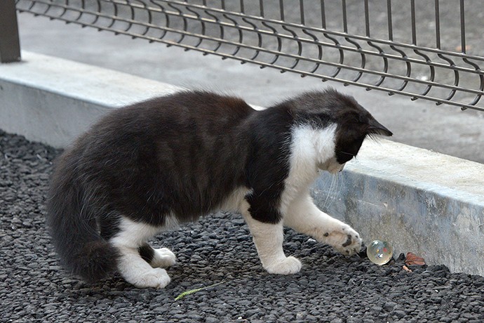 街のねこたち