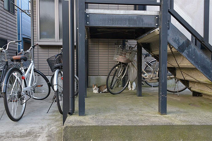 街のねこたち