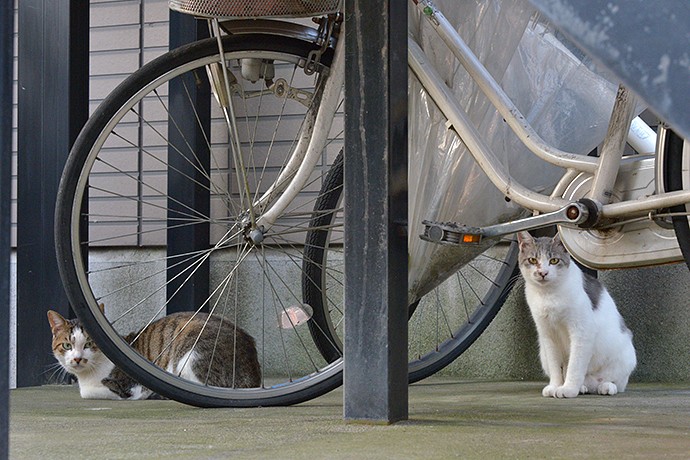 街のねこたち