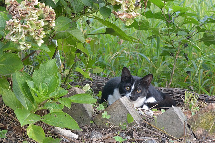 街のねこたち