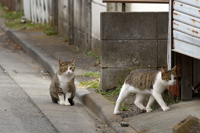 街のねこたち