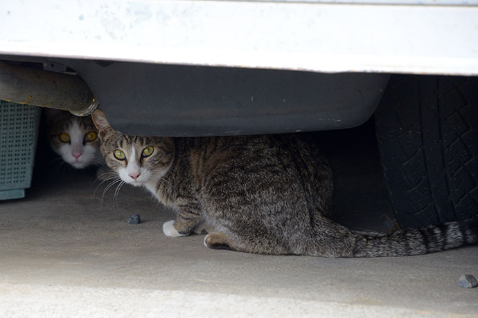 街のねこたち