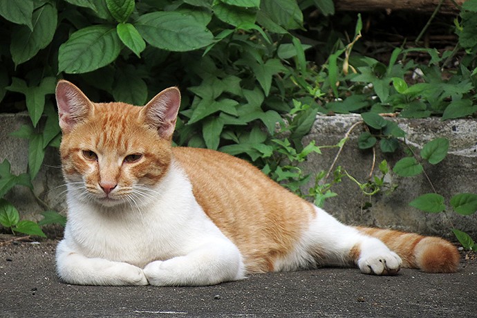街のねこたち