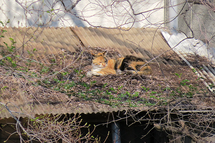 街のねこたち