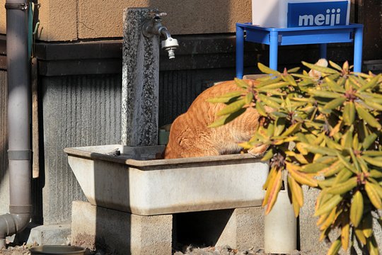 街のねこたち