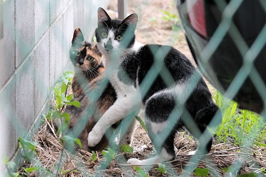 街のねこたち