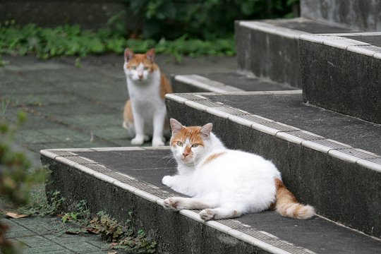街のねこたち