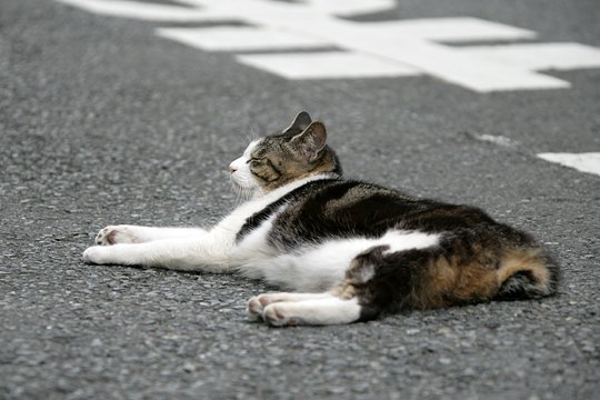 街のねこたち
