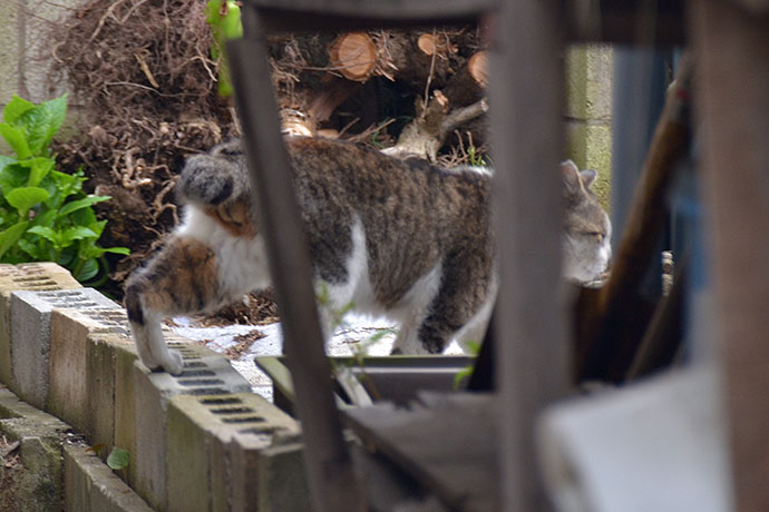 街のねこたち