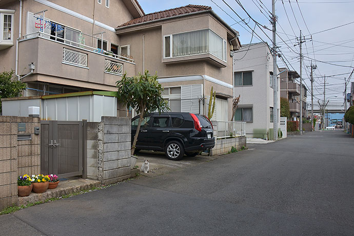 街のねこたち