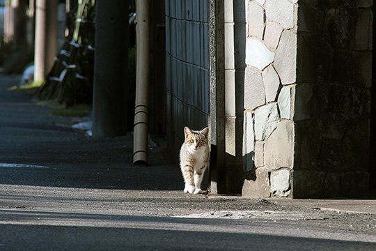 街のねこたち