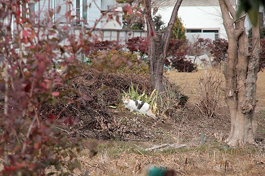 街のねこたち