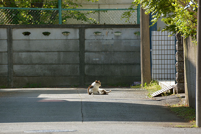 街のねこたち