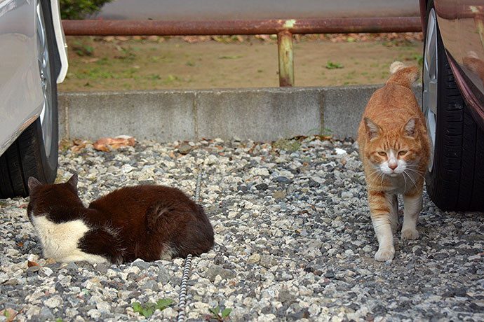 街のねこたち