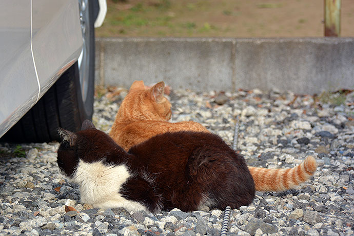 街のねこたち