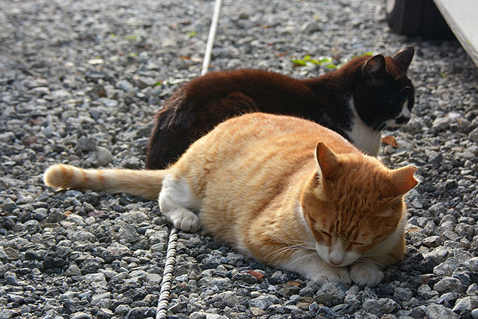 街のねこたち