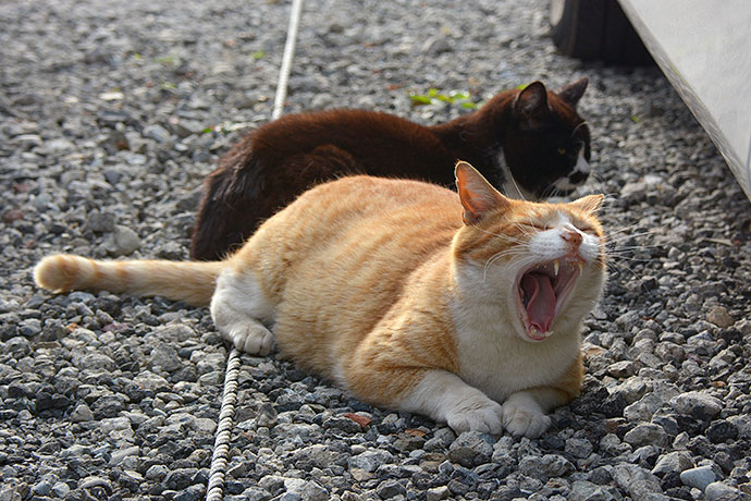 街のねこたち