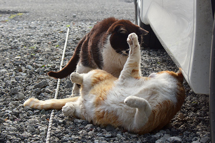 街のねこたち