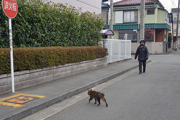 街のねこたち