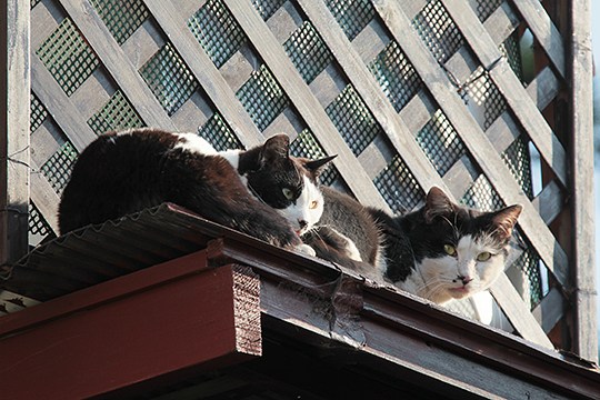 街のねこたち