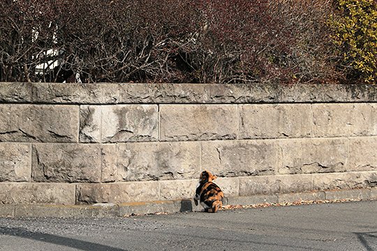 街のねこたち