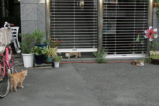 街のねこたち