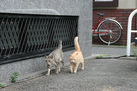 街のねこたち