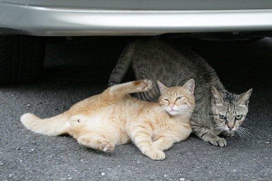 街のねこたち