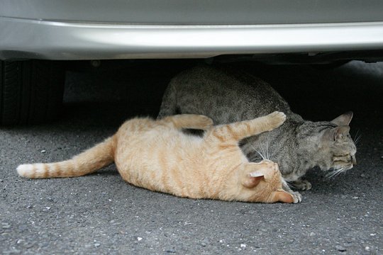 街のねこたち