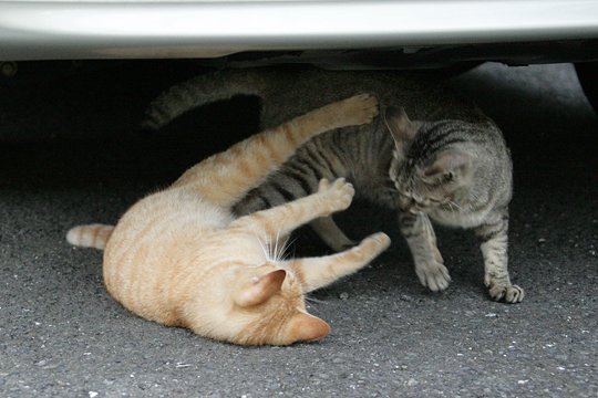 街のねこたち