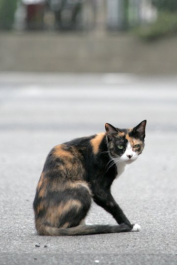街のねこたち