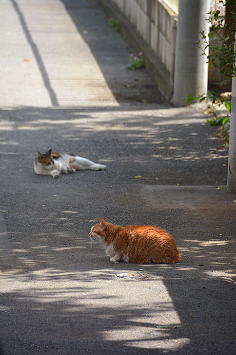 街のねこたち