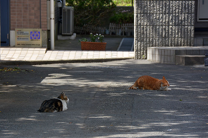 街のねこたち