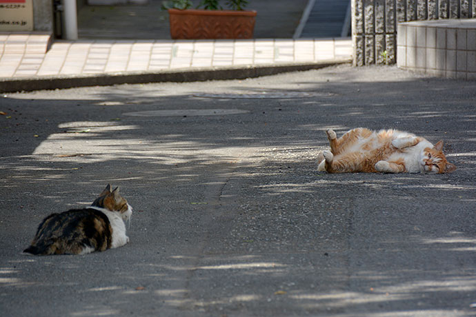街のねこたち
