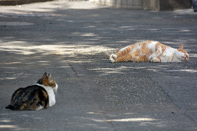 街のねこたち