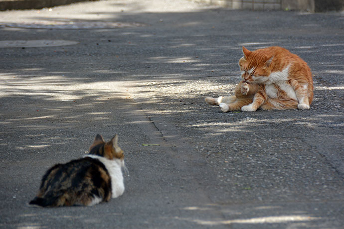 街のねこたち