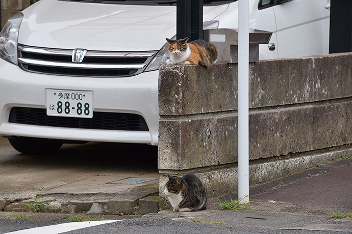 街のねこたち