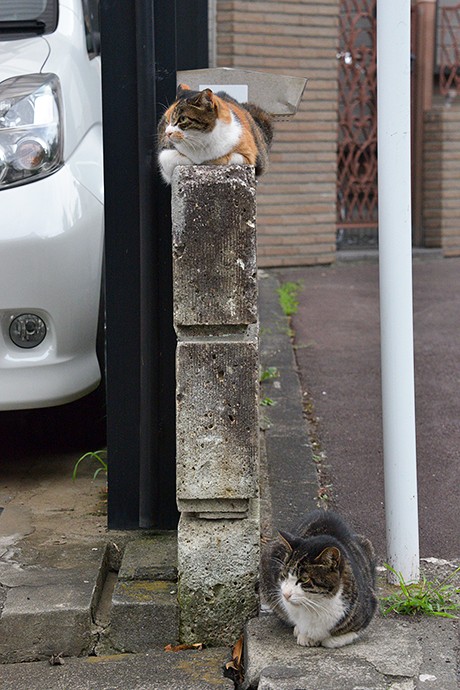 街のねこたち