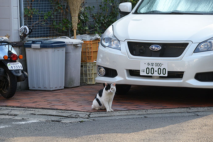 街のねこたち