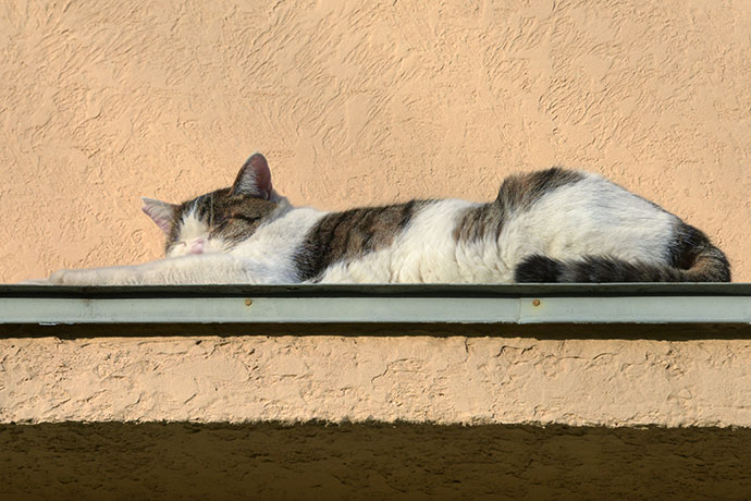 街のねこたち