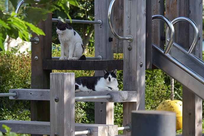 街のねこたち