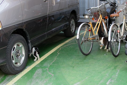 街のねこたち